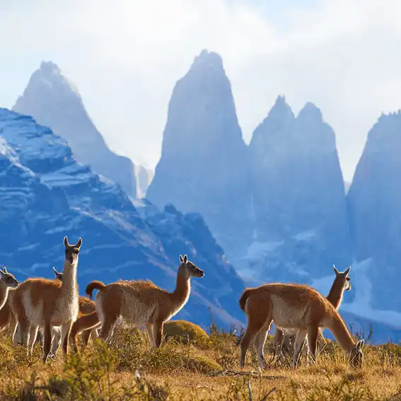 TORRES DEL PAINE