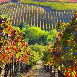 Valle de Colchagua